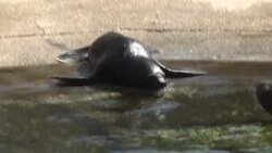 CLEAN : Newly-born sea lion, puma cub draw crowds at Paris zoo News Clip
