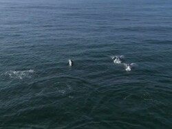 MS AERIAL TS Dolphins diving in ocean / Eastern Cape, South Africa Stock Footage