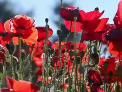 Backlit Poppies Stock Footage