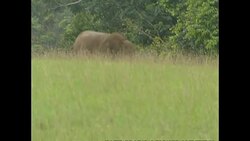 Elephant on Gabon national park News Clip
