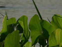 Nature: Plants, Pond, and Ducks HD 1080p24 Stock Footage