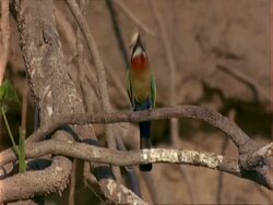 White-fronted Bee-eater, MS on branch with moth in beak, hits it on branch, pulls out Stock Footage