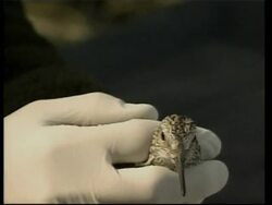 How wild birds in Alaska are tested for the H5N1 virus Instructional Video