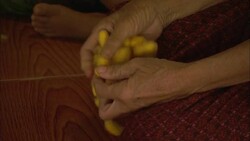 A woman sorts silk cocoons. Stock Footage
