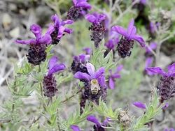 CU Shot of Bee pollinating Topped lavender ( Lavendula stoechas ) / Saint Florent, Corsica, France Stock Footage