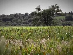Pollen flying on a filed Stock Footage