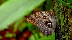 A moth rests on a mossy tree trunk and then flies away. Stock Footage