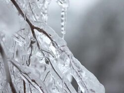 Glaze Ice On Twigs Stock Footage
