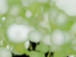 HAWKBIT : defocused, black back (TRANSITION) Stock Footage