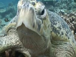Green turtle (Chelonia mydas) looking to camera, Sipadan, Malaysia, Borneo Stock Footage