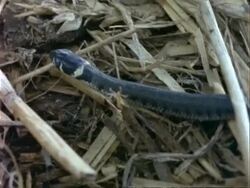 CU young Grass Snake moves over compost Stock Footage