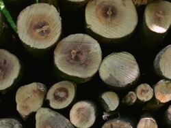 HD Stack of Wood in Spring Forest Dolly Shot (4:2:2) Stock Footage