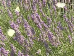 Butterflies on lavenders Stock Footage