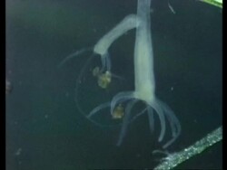 Long Hydra with trapped prey Stock Footage