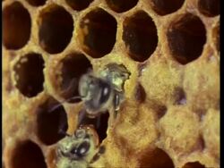 Honey bee worker attends emerging bee on comb Stock Footage