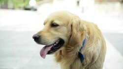 Stray dog Stock Footage