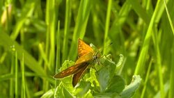 Butterfly Sitting On Green Leaf, Macro Hd Stock Footage