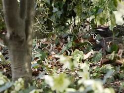 ducks in bush: lunch time Stock Footage
