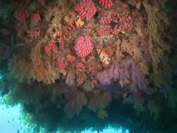 Corals on cave ceiling, fish swimming upside down, Southern Visayas, Philippines Stock Footage