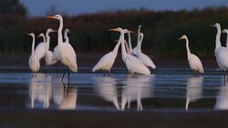 Great Egret Stock Footage