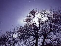 HD TIME LAPSE: Blossom Tree From Day To Night Stock Footage