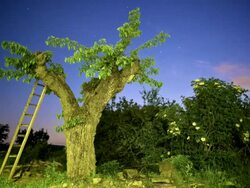 Ladder on a tree time lapse Stock Footage