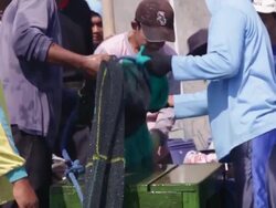 Shrimp farmers empty a net of shrimp into a bucket at Shrimp Farm in Yogjakarta, Java Indonesia. Close shot Stock Footage
