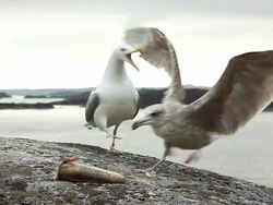 Seagull screaming and fighting off competitors Stock Footage
