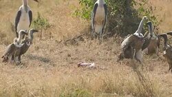 Death FETUS and RAPTORs Maribu Storks & Vultures Stock Footage