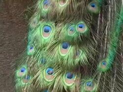 Peacock Quills Closeup Stock Footage