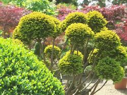 MS Shot of contour cut at box with taxus and pine trees in nursery / Saarburg, Rhineland Palatinate, Germany Stock Footage