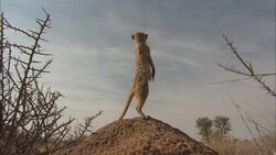 A meerkat stands alertly atop a dirt mound. Stock Footage