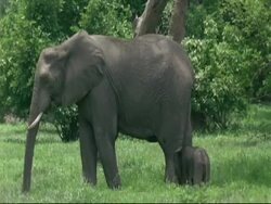 African Elephants (Loxodonta africana) - small baby standing next to parent, eating lush grass, Mana Pools, Zimbabwe Stock Footage