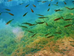 Fish in pond Stock Footage