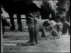 1936: FIELD TRIALS: MS Pointer dog 'Sulu' walking on lead past people's legs, back to standing w/ other Pointers. Men exchanging paper money. Instructional Video