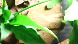 Frog Stock Footage