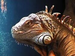 Iguana Stock Footage