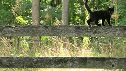 kitty walking fence rail Stock Footage