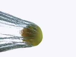 CU SLO MO Shot of Yellow Lemon, citrus limonum, Fruits falling on Water and splashing against White Background / Calvados, Normandy, France Stock Footage