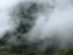 mystery-fog and forest Stock Footage