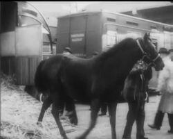 BLOODSTOCK FOR AMERICAN DOLLARS News Clip