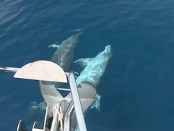 HD: Dolphins in the sea Stock Footage