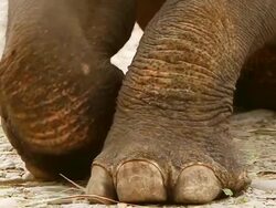 CU TU SLO MO Shot of elephant legs and elephant head / Elephant park near Luang Prabang, Luang Prabang, Laos Stock Footage