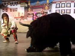 MS Actor in play pretending to challenge fake yak AUDIO / Dharamsala, Himachal Pradesh, India Stock Footage