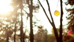 The last leaf in autumn Stock Footage