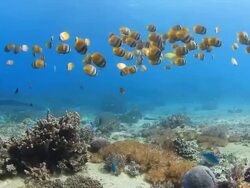 Coral And Fish Stock Footage