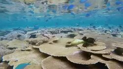 Coral reef on Maldives - South Ari Atoll Stock Footage