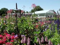 WS Pwople roaming in field of flowers / Koblenz, Rhineland-Palatinate, Germany Stock Footage