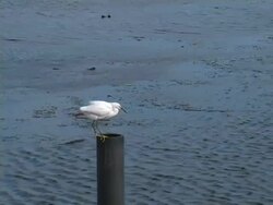 Snowy Egret on Post Stock Footage