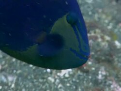 Red mouth triggerfish (Odonus niger) group, guarding and ventilating their nests, which are buried in black volcanic sand. Triggerfish have the fastest developing eggs. Spawning occurs at dawn and by dusk the eggs are ready to disperse Stock Footage